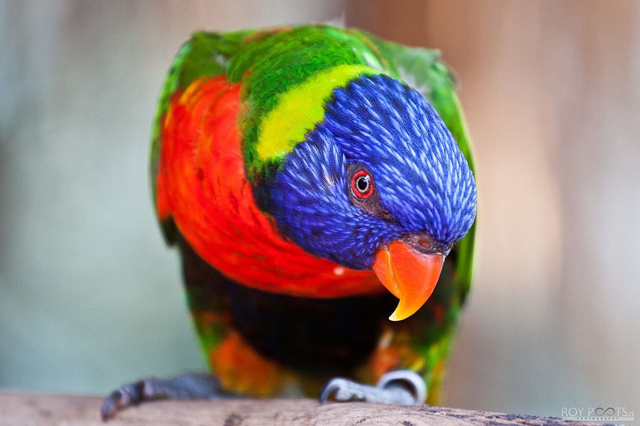 Kleurig Avifauna