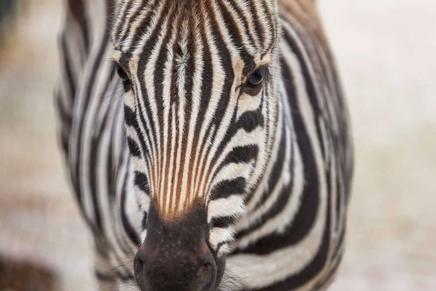 Blijdorp met het nieuwe Amazonica