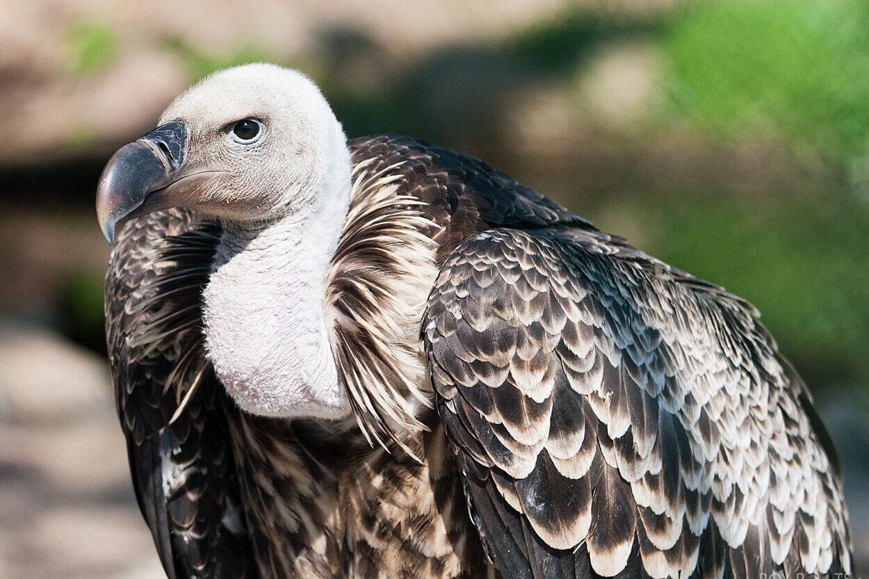 Dieren spotten in Blijdorp