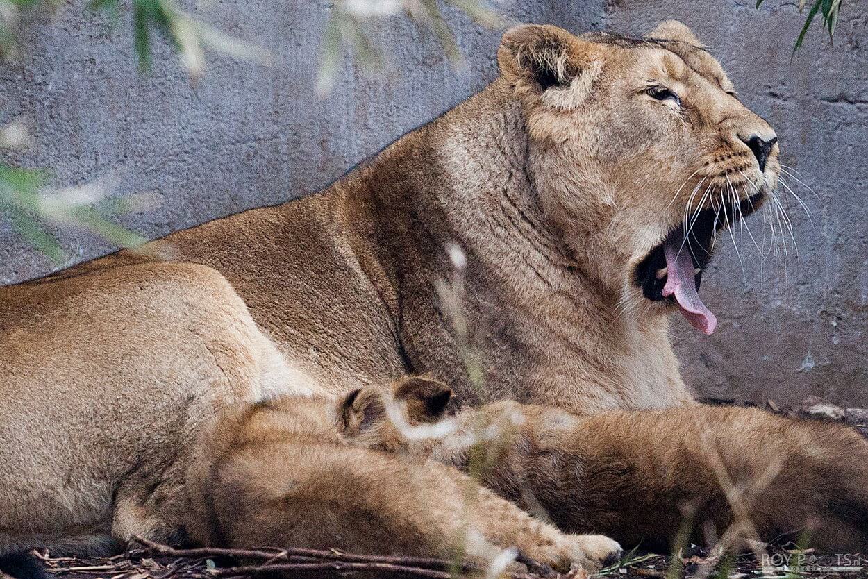Heerlijk dagje dierentuin Blijdorp