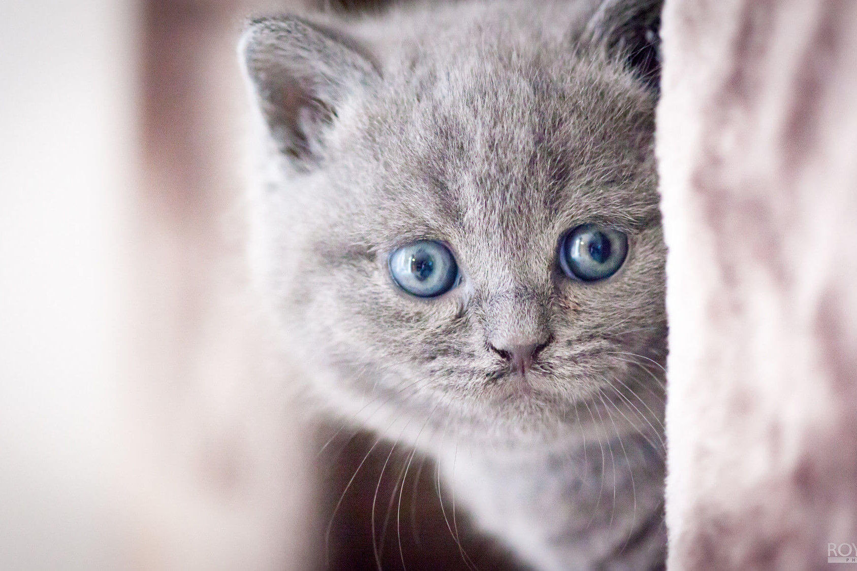 Fraai gekleurde Britse korthaar kittens