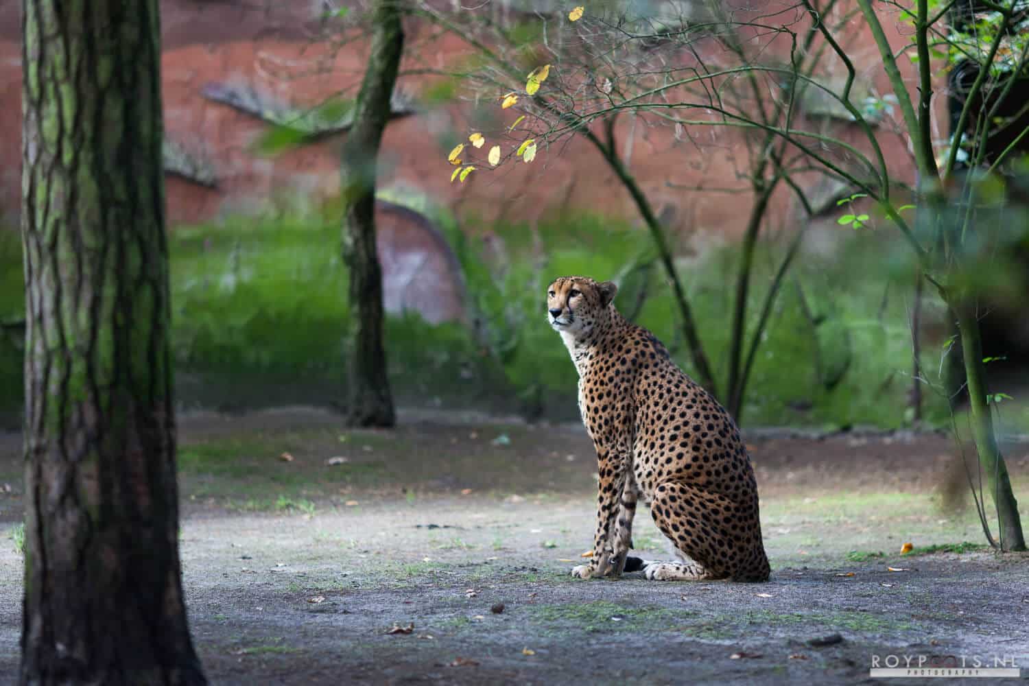 Dierenpark Amersfoort, met tijgerwelpjes