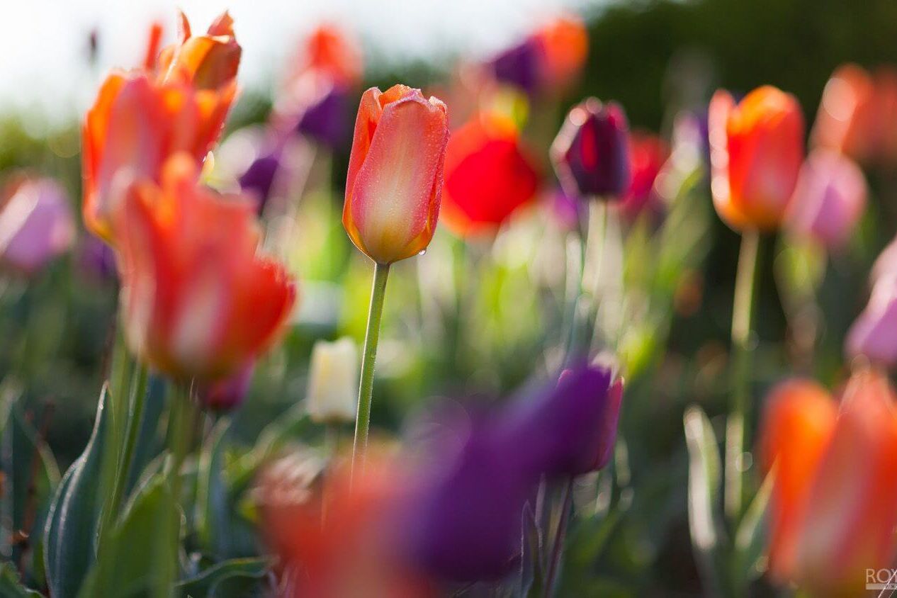 De Keukenhof, voor even toerist in eigen land