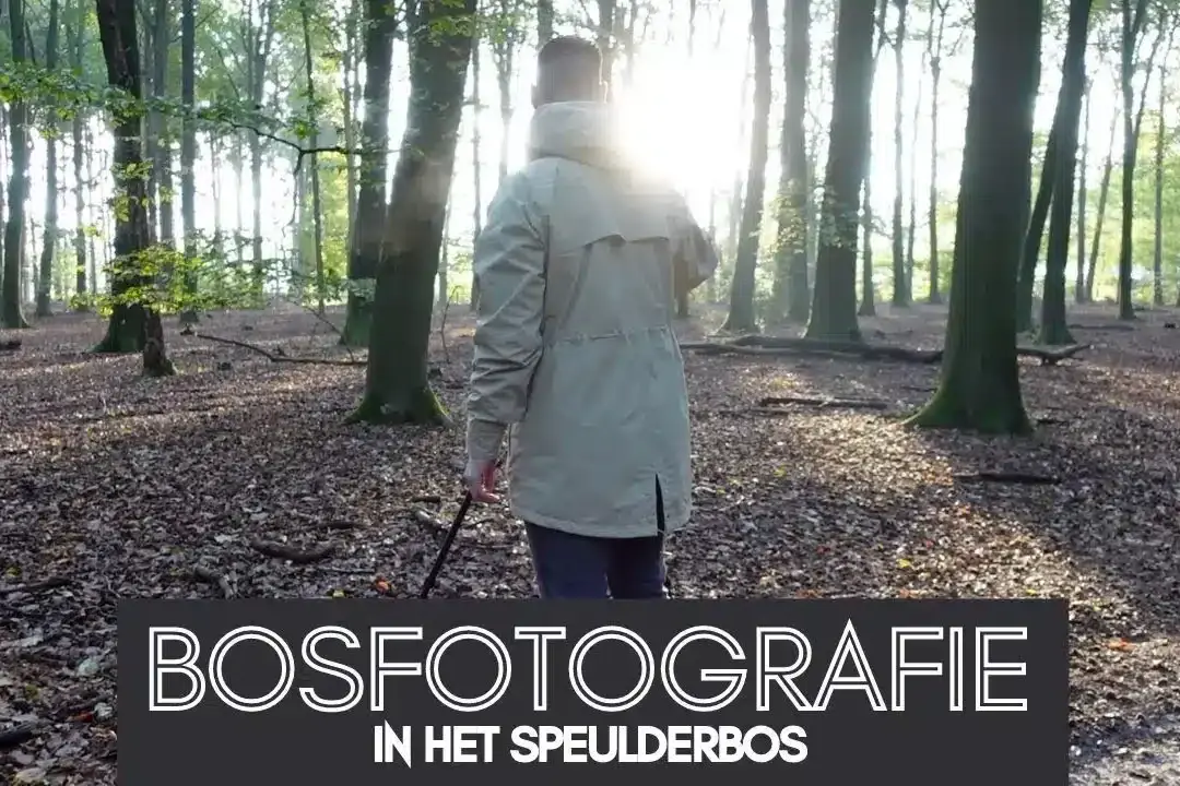 Solitaire wandelaar in Speulderbos, zacht zonlicht door bomen, bosfotografie en rustige sfeer.