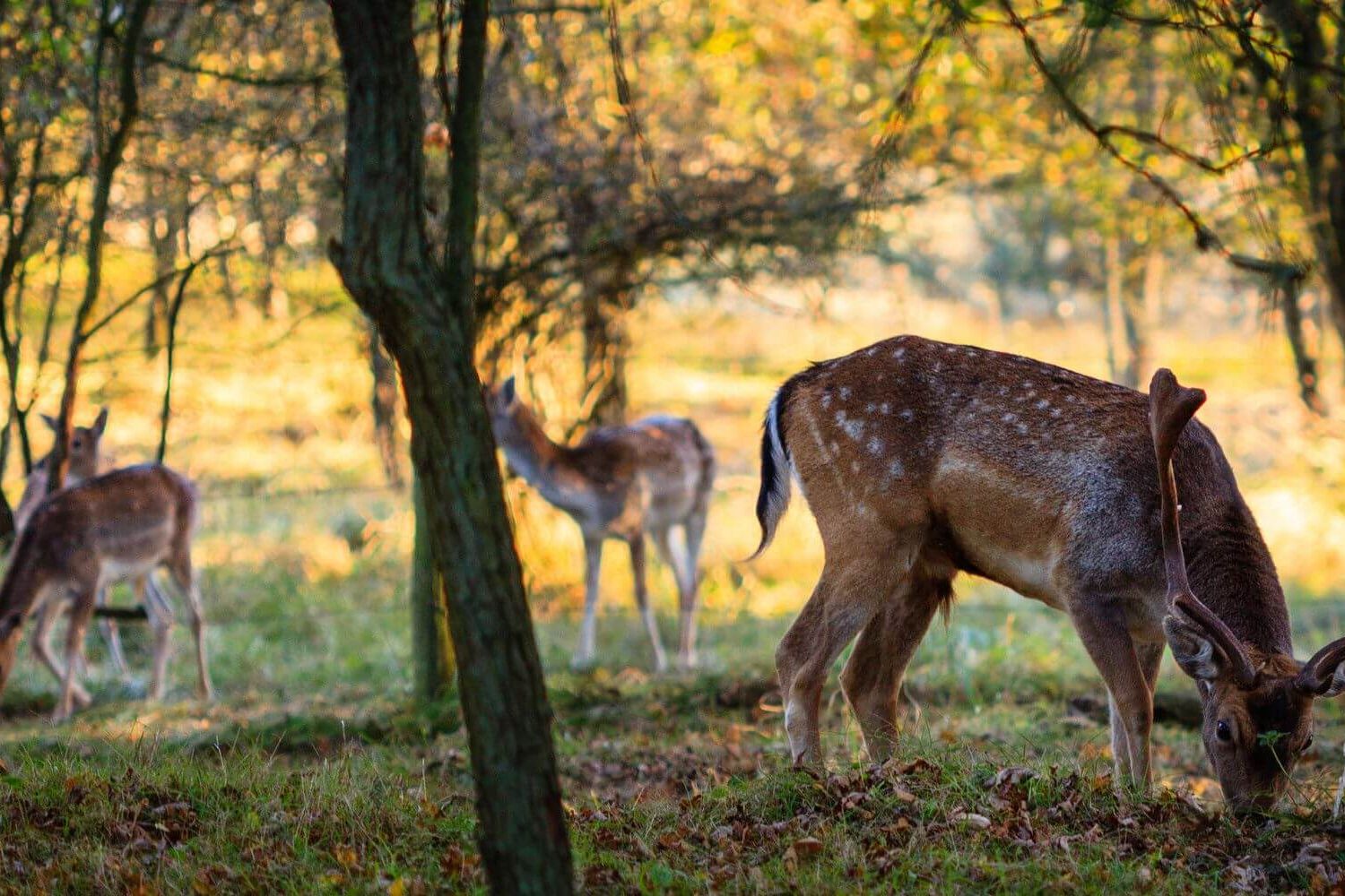 De Amsterdamse Waterleidingduinen in de herfst met burlende herten