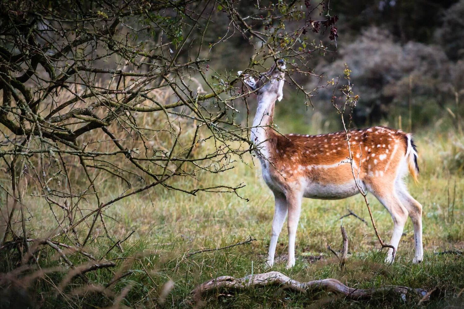 Herten in de Waterleiding duinen in de ochtendglorie