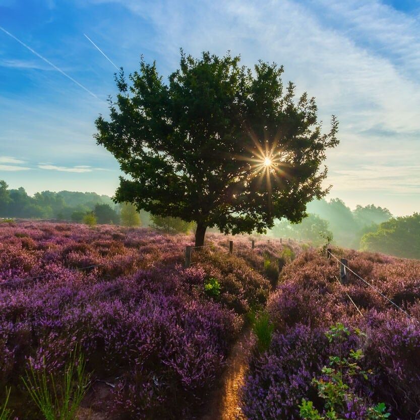 De paarse heide op de Posbank gehuld in ochtend mist