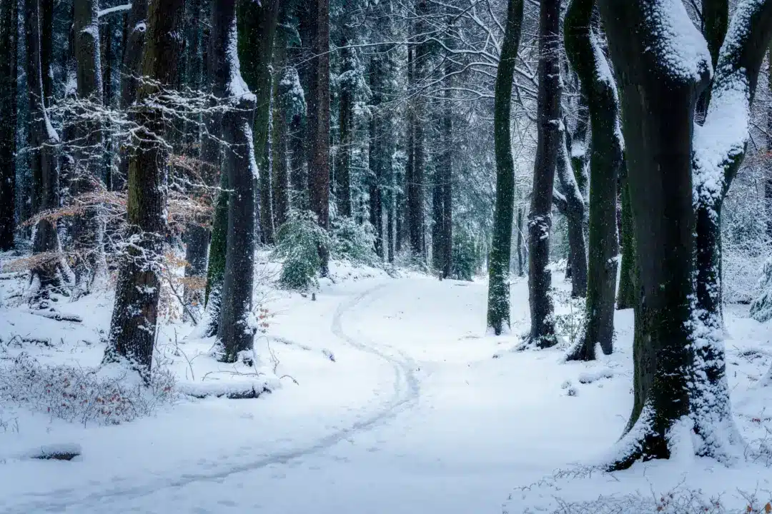 Sneeuw in het Speulderbos
