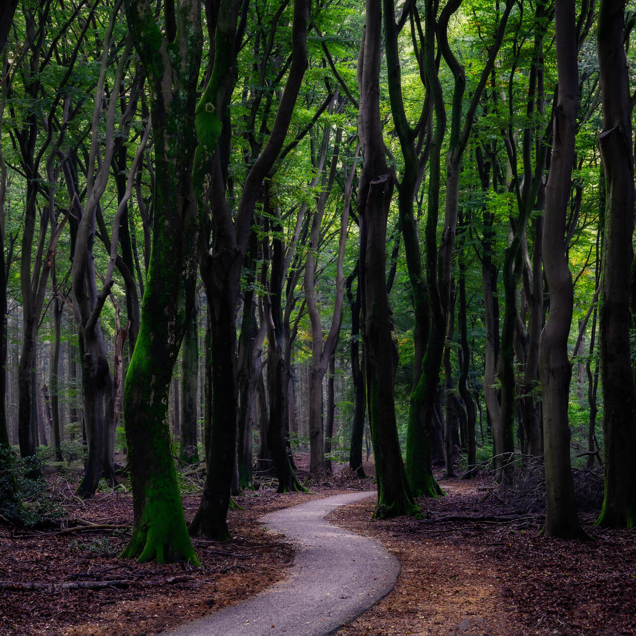 Speulderbos: smal kronkelend bospad met mosrijke stammen en lichtvlekken.