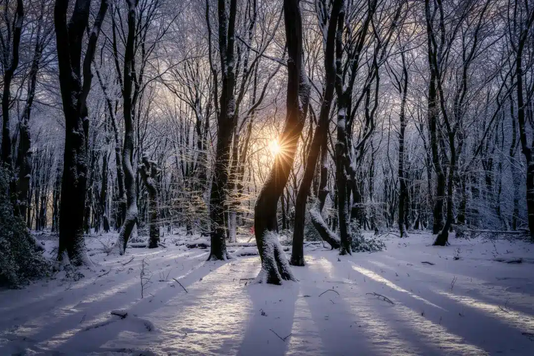 Landschap: sneeuwbedekt bos bij dageraad met zonnestraal tussen stammen en lange schaduwen.
