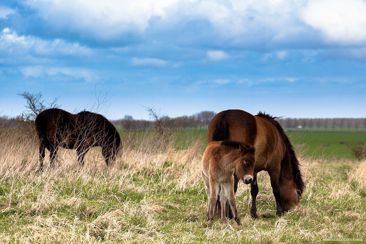 Buytenpark, 100 hectare natuurgebied in Zoetermeer
