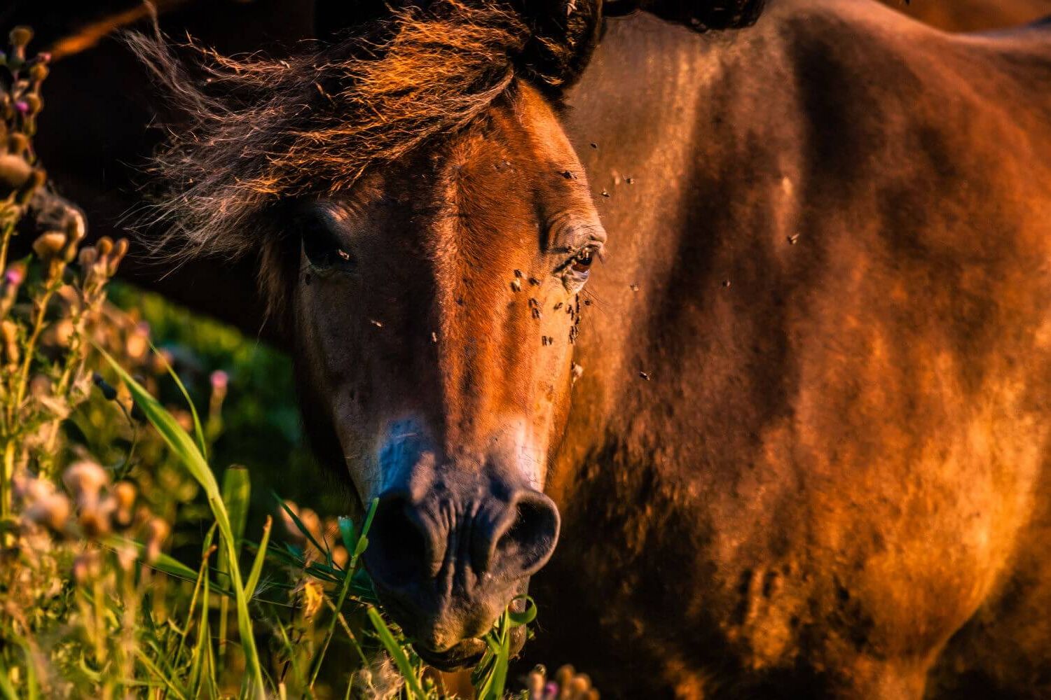 Met 400mm op loslopende paarden in het Buytenpark