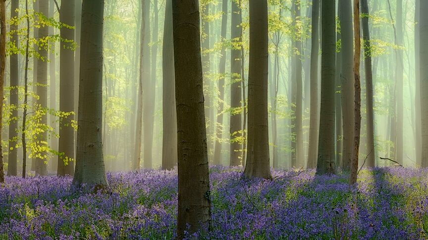 Ochtendlicht in het Hallerbos met blauwe bellen en mist.