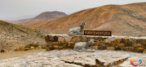 Gezelligheid tussen de vulkaan landschappen in Fuerteventura