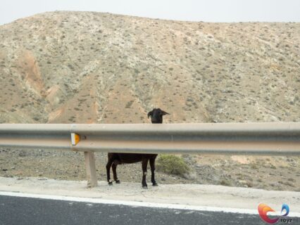 Gezelligheid tussen de vulkaan landschappen in Fuerteventura